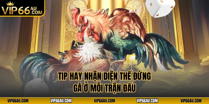 Tip hay nhận diện thế đứng gà ở mỗi trận đấu
