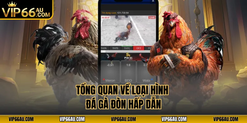 Tổng quan về loại hình đá gà đòn hấp dẫn